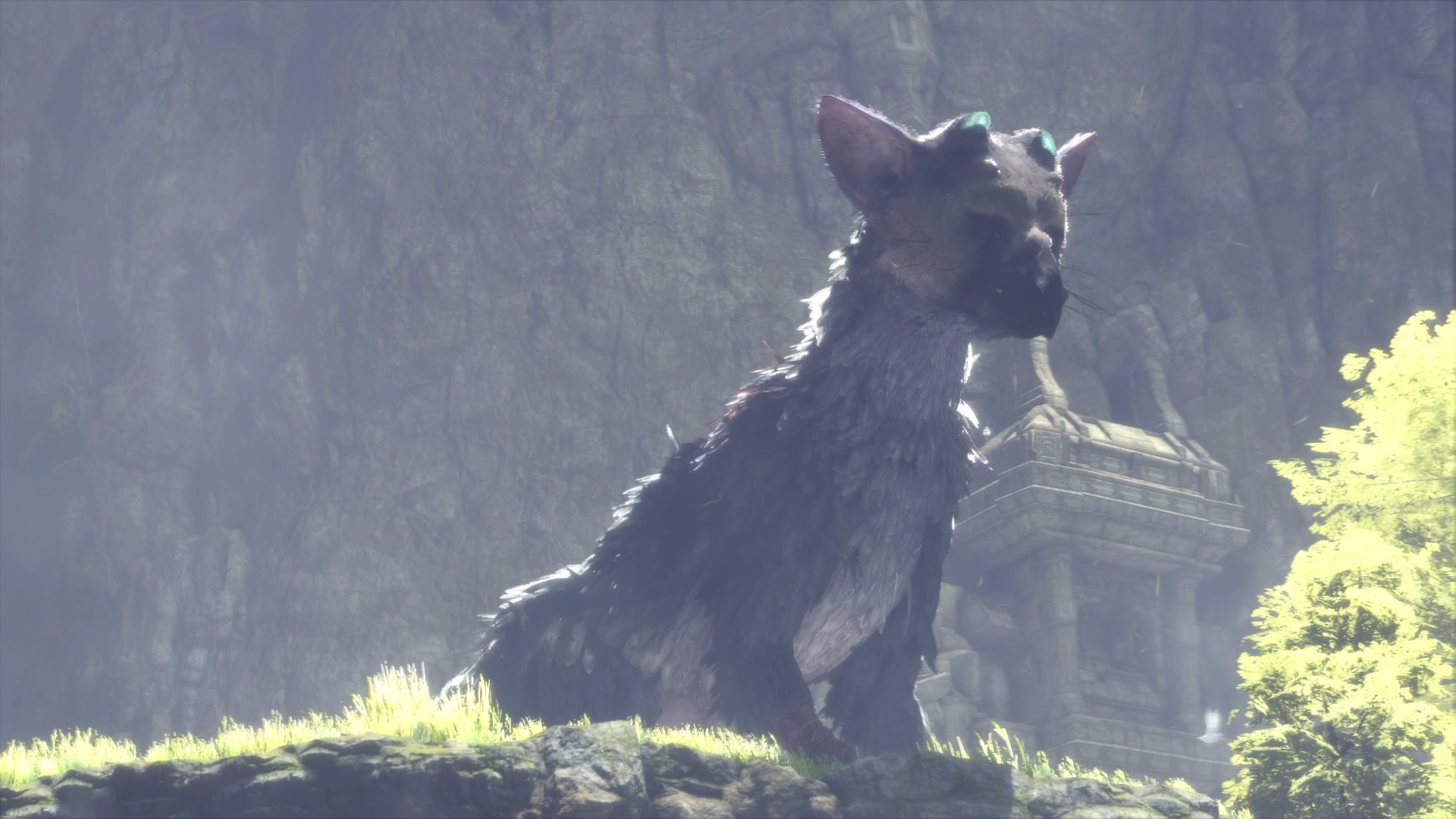 Trico w całej okazałości.