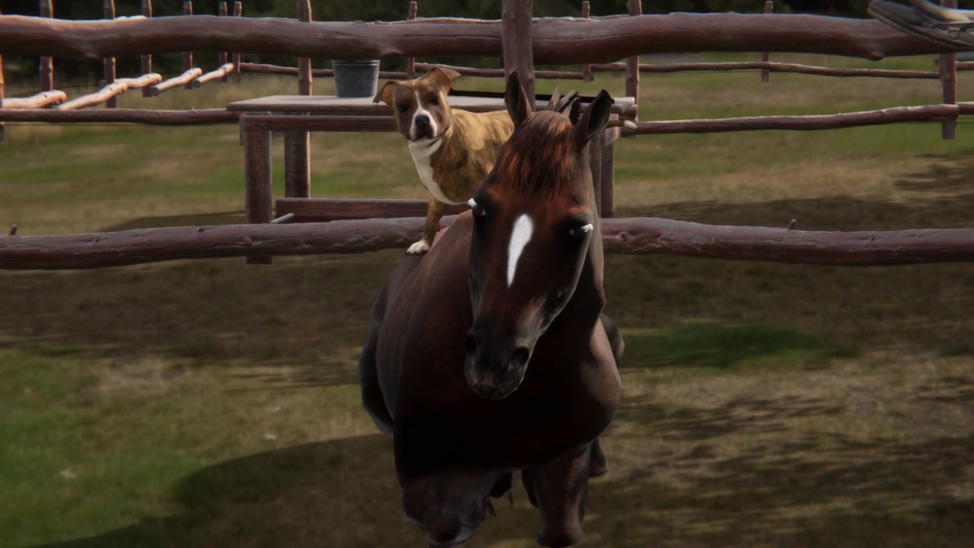 PlayWay zapowiada Animal Trainer, czyli symulator opiekuna zwierząt