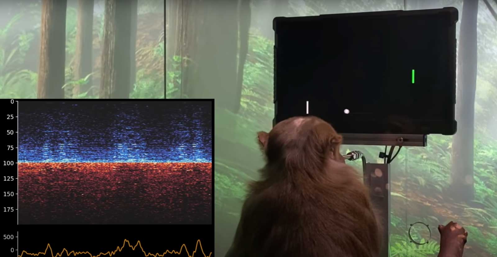 Elon Muska eksperymentuje na małpie, która gra w Ponga