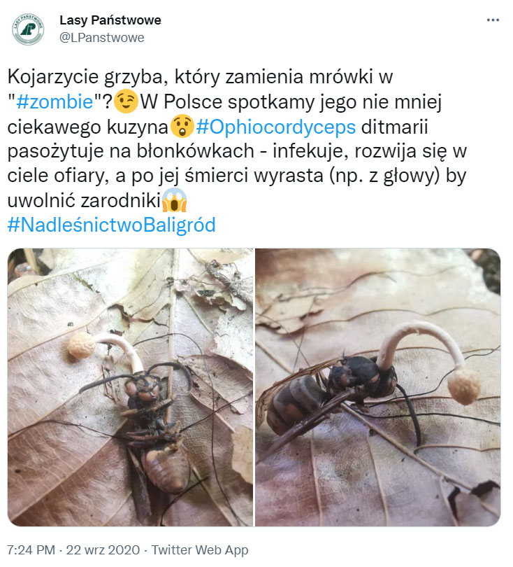 grzyb-lasy-państwowe