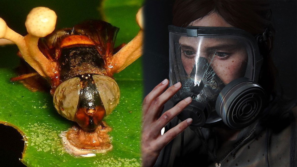 grzyb-the-last-of-us