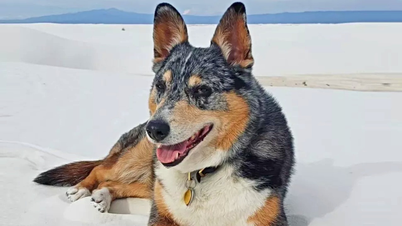 Red Dead Redemption 2 - nie żyje pies, który wystąpił w grze